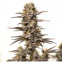 Gary Payton x Honey - Seeds Pack: 1-samen