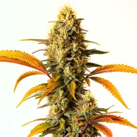Hellfire OG Auto - Seeds Pack: 6-samen