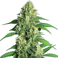 Jamaican - Seeds Pack: 6-samen