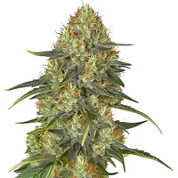 Jungle Lava - Seeds Pack: 6-samen