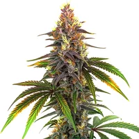 Kush Mints - Seeds Pack: 6-samen