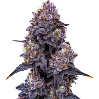 Lemon Cherry Runtz - Seeds Pack: 25-seeds