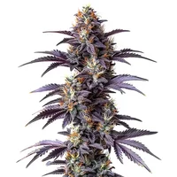 Mimosa Cake Auto - Seeds Pack: 3-samen