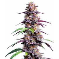 Mimosa XXL Auto - Seeds Pack: 3-samen
