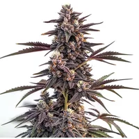 Moonshine Cookies - Seeds Pack: 1-samen