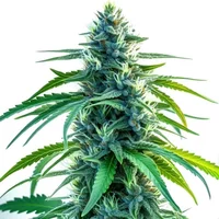 Nova OG - Seeds Pack: 3-samen