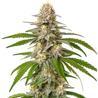 Pineapple Express - Seeds Pack: 3-samen