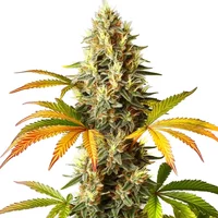 Red Super Skunk Auto - Seeds Pack: 6-samen