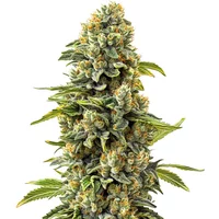 Skunk #1 - Seeds Pack: 1-samen