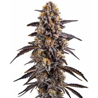 Slurty 3 - Seeds Pack: 25-seeds
