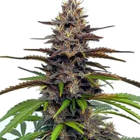 Star Killer - Seeds Pack: 1-samen