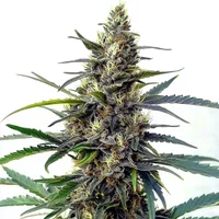 Star Killer Schnellversion - Seeds Pack: 1-samen