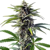 Star Killer Regulär - Seeds Pack: 1-samen