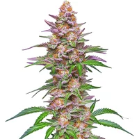 Strawberry Pie Auto - Seeds Pack: 1-samen