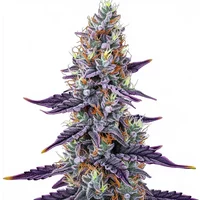 Sunset Runtz - Seeds Pack: 6-seeds