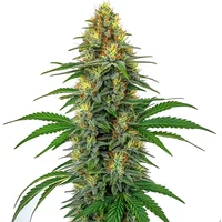 Tangie Regulär - Seeds Pack: 25-samen