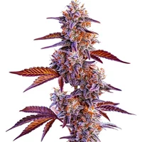 Trop Cherry - Seeds Pack: 6-seeds