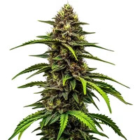 Watermelon Auto - Seeds Pack: 25-samen