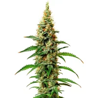 White Rhino - Seeds Pack: 3-samen