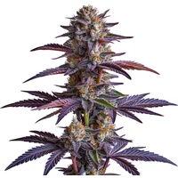 White Runtz - Seeds Pack: 6-seeds