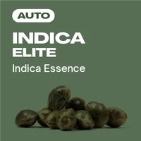 Indica Elite Auto - Seeds Pack: 9-samen