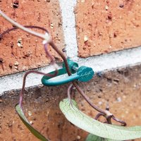 Ambassador Stem Support Clips SGS315A