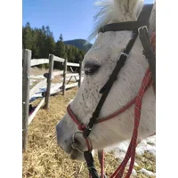 Horse Riding in the Valley of Roses in Thracian Spirit