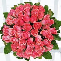 50 Pink Roses