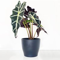 Alocasia Elephant Ear in a Pot image