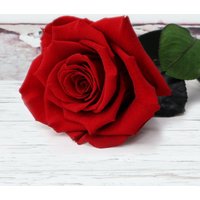 Preserved Rose image