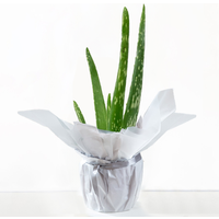 Gift Wrapped Aloe Vera Plant