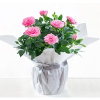 Gift Wrapped Pink Rose Plant image