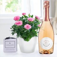 Pink Rose Plant, Prosecco Rose & 6 Mixed Truffles