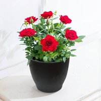 Red Rose Plant image
