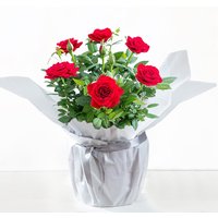 Gift Wrapped Red Rose Plant image