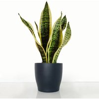 Snake Plant in A Pot image