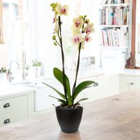 The Florida Sunset Orchid in a Pot