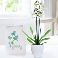 Double Stem White Orchid in Pot & Sympathy Card