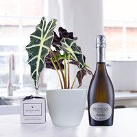 Alocasia Elephant Ear Plant in Pot, Prosecco & 6 Mixed Truffles image
