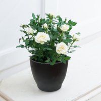 White Rose Plant in a Pot image