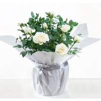 Gift Wrapped White Rose Plant image