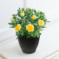 Yellow Rose Plant in a Pot image