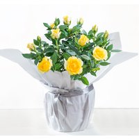 Gift Wrapped Yellow Rose Plant image