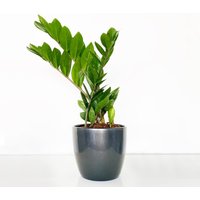 ZZ Plant in a Pot image