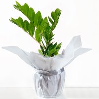 Gift Wrapped ZZ Plant image