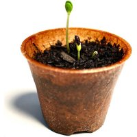 meinwoody Plastikfreier Pflanztopf Plenta – 6 cm