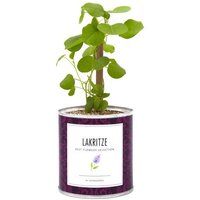 MacFlowers Pflanzen in der Dose - Lakritz / Süßholz MacFlowers Pflanzen in der Dose - Lakritz / Süßholz
