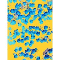 Photocircle Poster / Leinwandbild - Bananans & Blue
