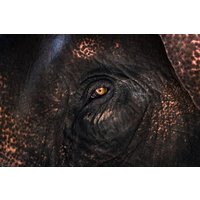 Photocircle Poster / Leinwandbild - Elephant Eye