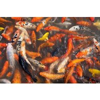Photocircle Poster / Leinwandbild - Fish